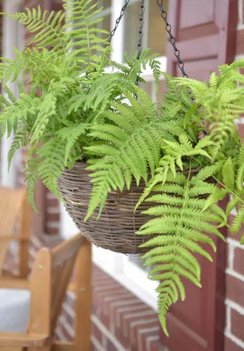 Indoor Ferns that Climb 4