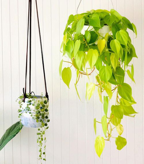 Philodendron Varieties You Can Grow From Cuttings 4
