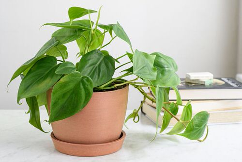 How to Bottom Water Your Plants 4