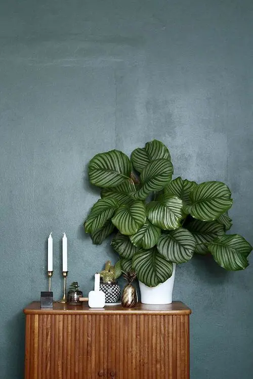 Houseplants that Look-Like Fiddle Leaf Fig 4