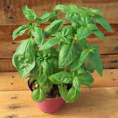  Low Maintenance Indoor Plant-Sweet Basil