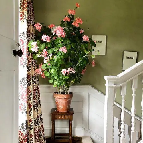 Low Maintenance Indoor Plant-Geranium
