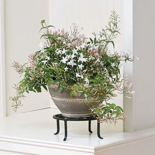  Low Maintenance Indoor Plant-Jasmine