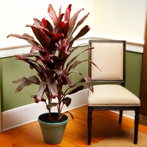  Low Maintenance Indoor Plant- TI plant