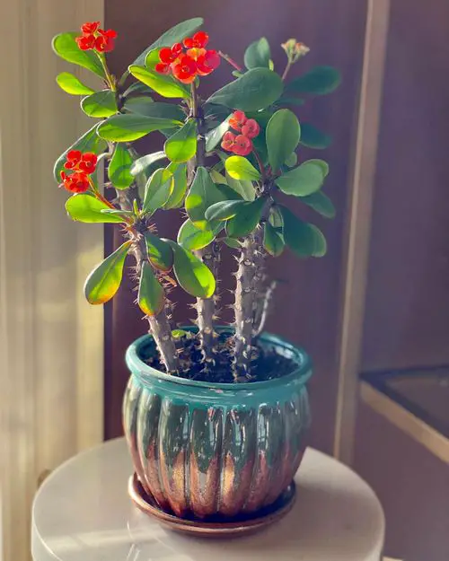 Low Maintenance Indoor Plant-Crown of thrown