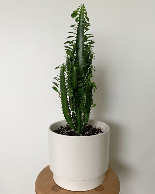  Low Maintenance Indoor Plant-African Milk Tree