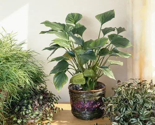 Low Maintenance Indoor Plant- hamalomena