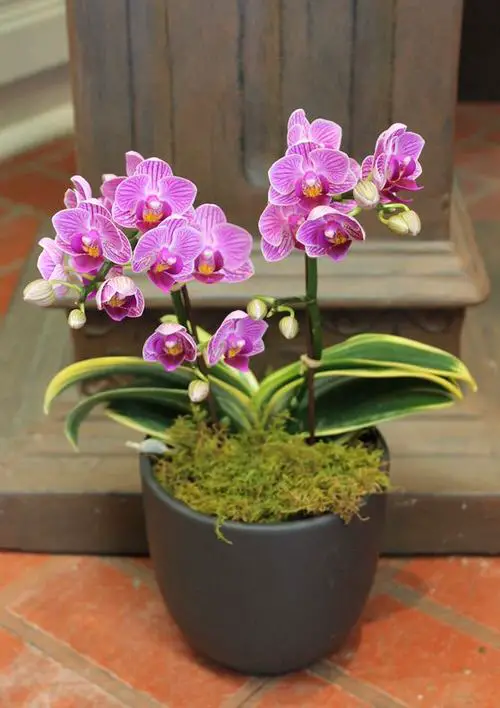 Blooming Houseplants