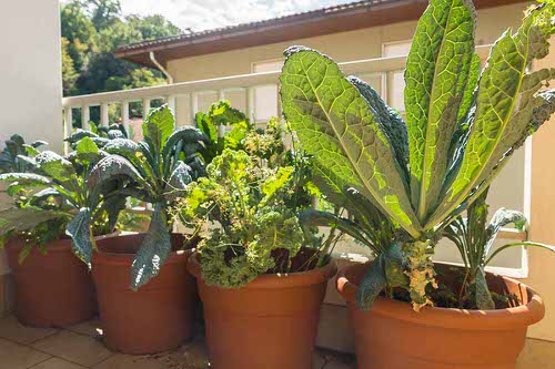 Juice and Smoothie Plants to Grow in Pots