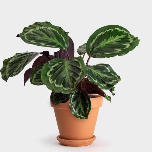 How to Bottom Water Your Plants 5