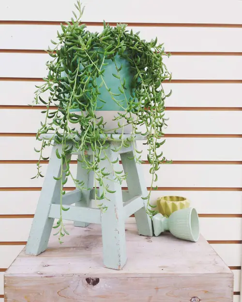  Low Maintenance Indoor Plant-Strinf of Banana