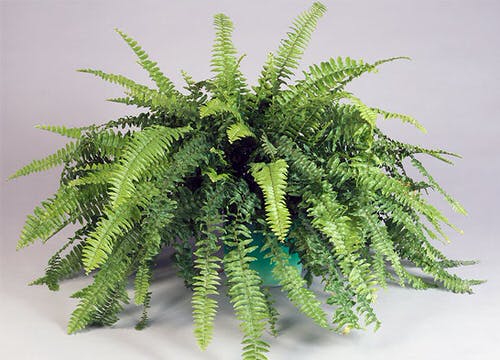  Low Maintenance Indoor Plant-Sword Fern