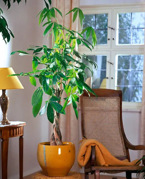 Low Maintenance Indoor Plant-Guiana Chestnut