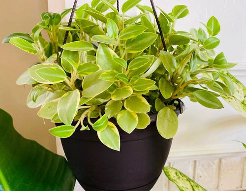 Beautiful Golden Plants for Hanging Baskets 8