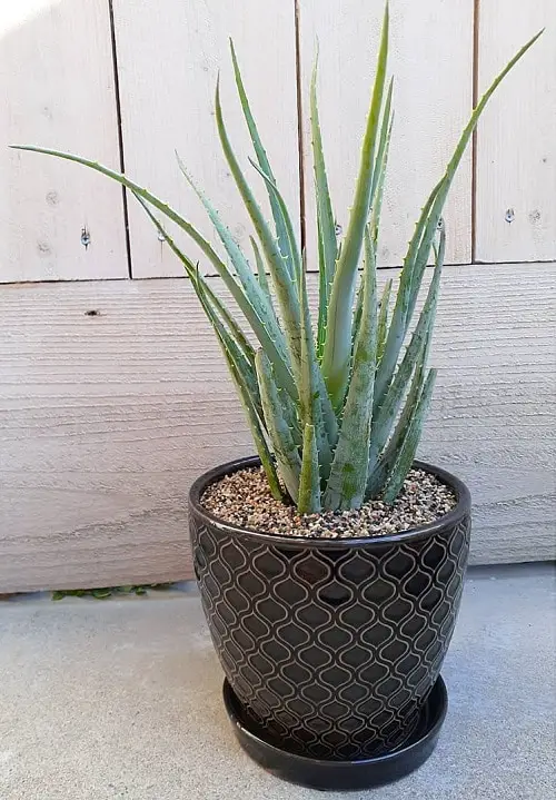 Best Blue Succulents 4