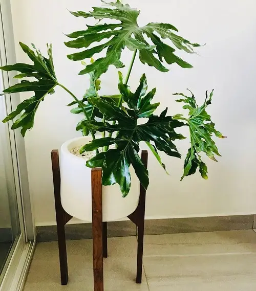 Philodendron Varieties You Can Grow From Cuttings 5