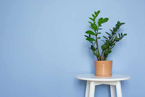 Succulents that Don't Need Water Before a Month 5