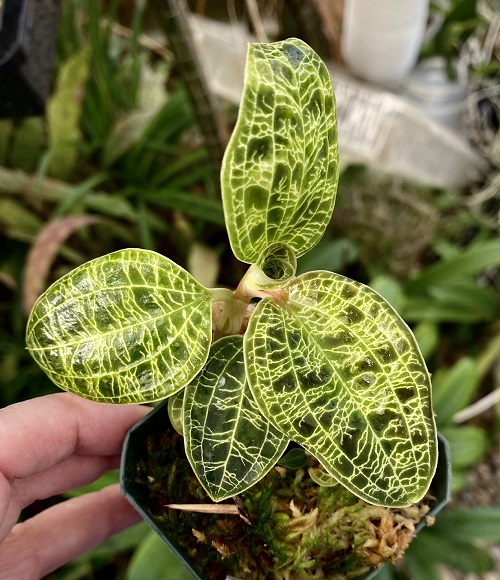 The most exquisite orchids with ornate foliage