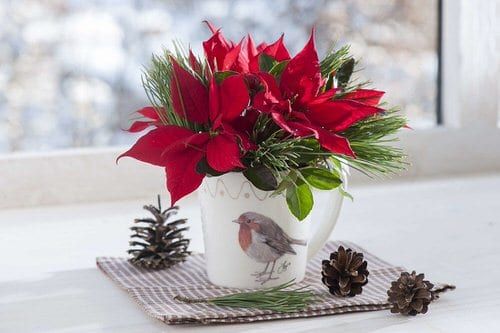 Low Maintenance Indoor Plant-Poinsettia