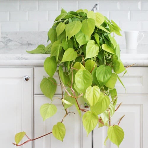  Low Maintenance Indoor Plant-Lemon Lime Philodendron