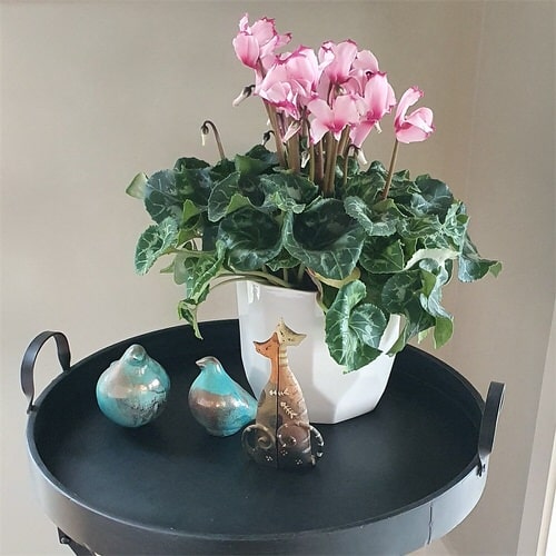  Low Maintenance Indoor Plant-Cyclamen