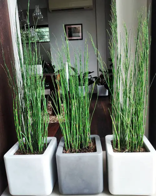 Low Maintenance Indoor Plant-Horsetail Plant
