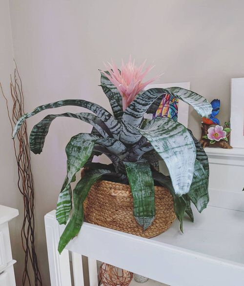 Low Maintenance Indoor Plant- Urn Plant