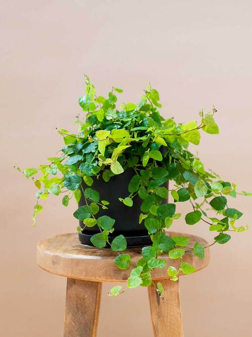  Low Maintenance Indoor Plant-Creeping Fig