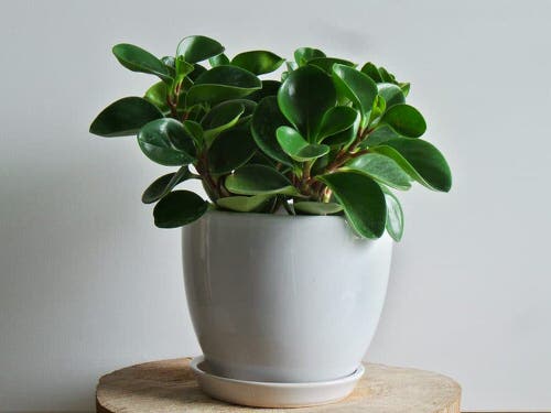  Low Maintenance Indoor Plant-Babu Rubber Plant