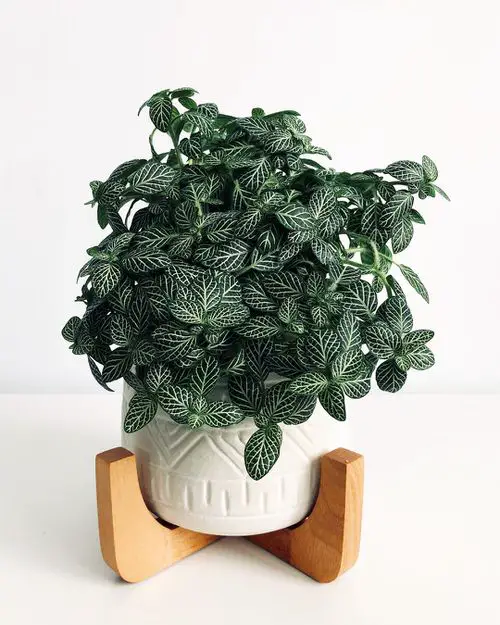 Low Maintenance Indoor Plant-Nerve Plant