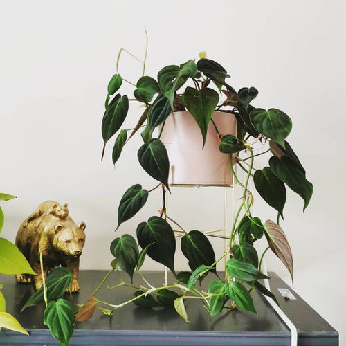 Low Maintenance Indoor Plant-Miicans Philondendronn