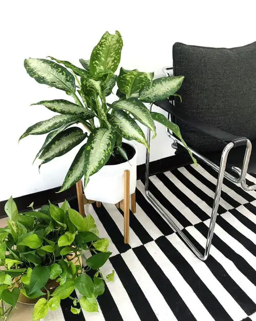 Low Maintenance Indoor Plant-Jessenia Pothos