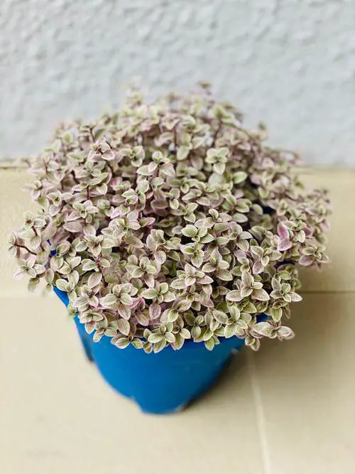 Creeping Inch Plant