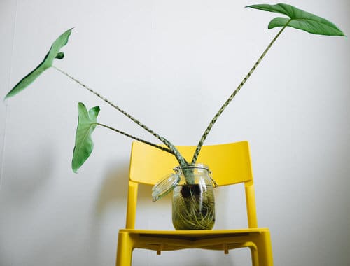 Growing Alocasia in Water 2