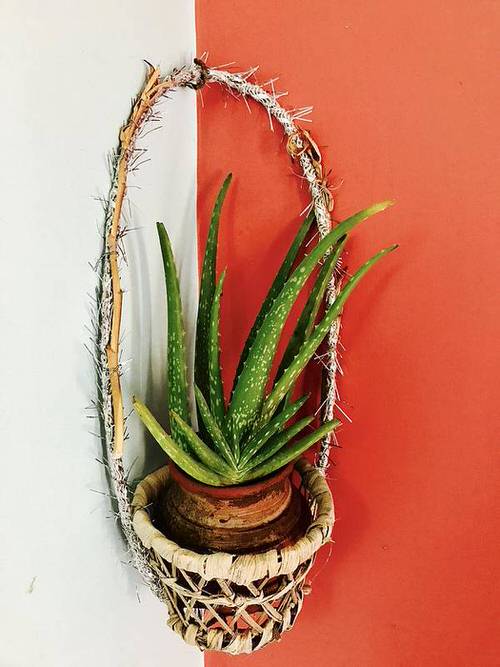 Best Hanging Succulents room corner
