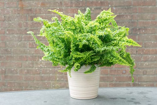 Low Maintenance Indoor Plant-Boston Fern