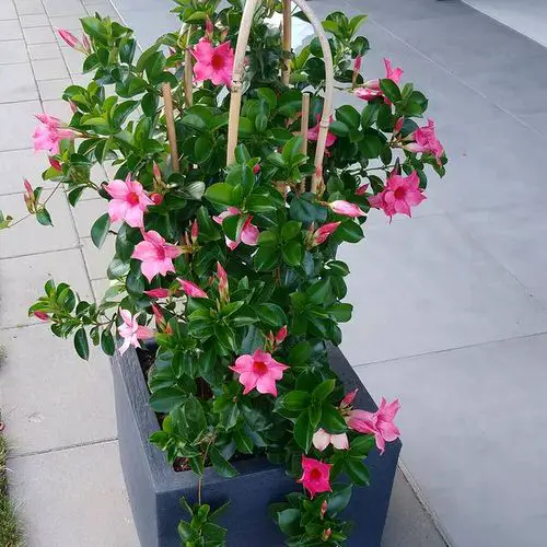 Best Flowers for Full Sun in cube box