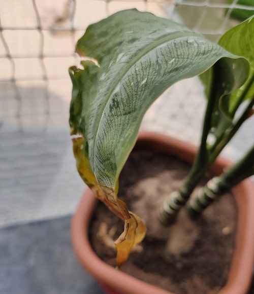Brown Tips on Indoor Plants