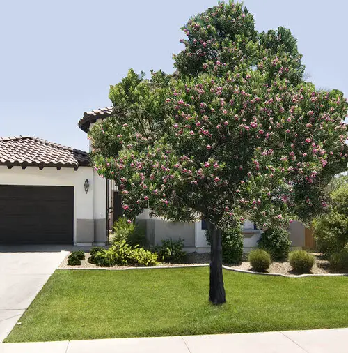  Beautiful Trees with Purple Flowers in garden