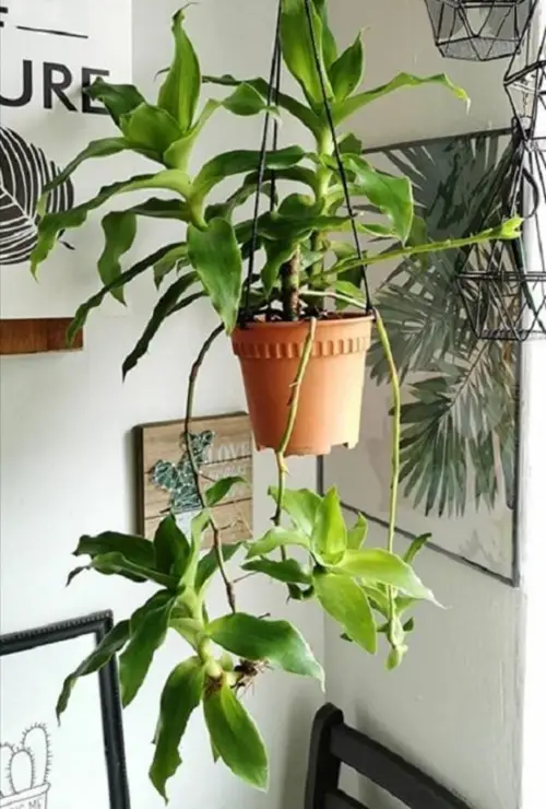hanging Different Types of Callisia Species You Can Grow