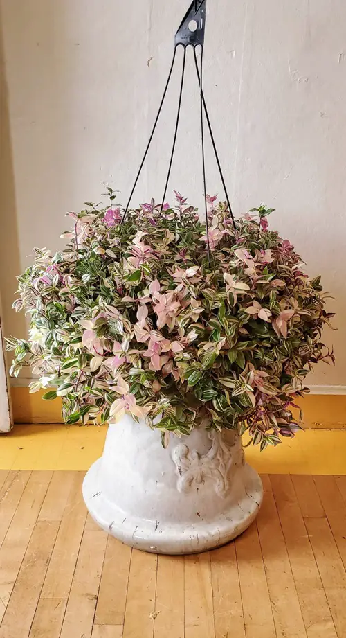Different Types of Callisia Species You Can Grow indoor