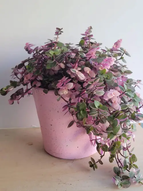 Types of Callisia Species You Can Grow