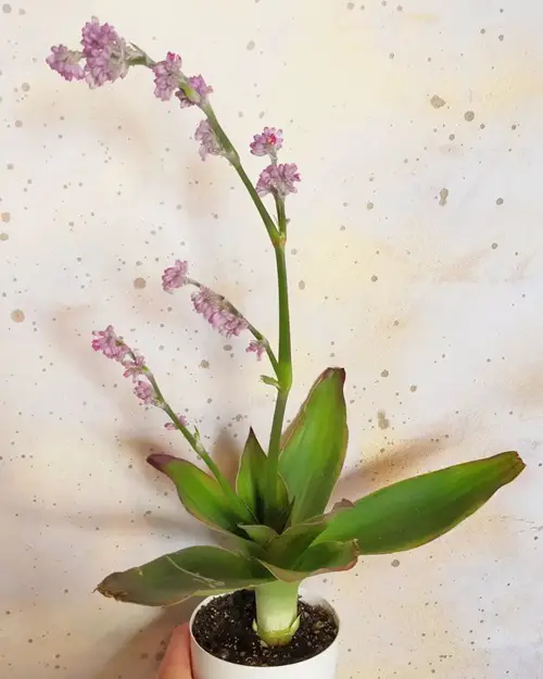 amazing Different Types of Callisia Species You Can Grow