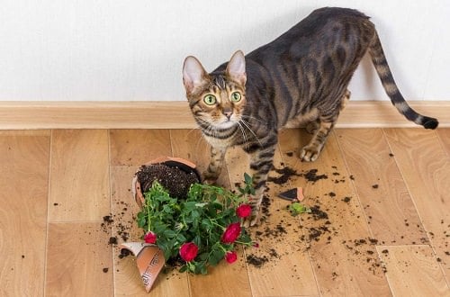 How to Keep Cats Away from Houseplants