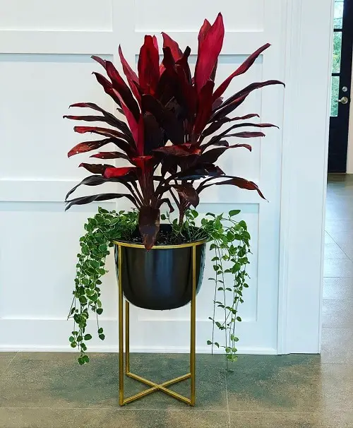 How to Grow Cordyline Plant Indoors