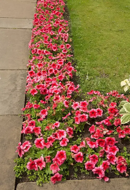 Create a Petunias Flower Border