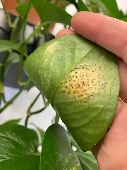 Disease Reasons for Pothos Leaves Turning Yellow