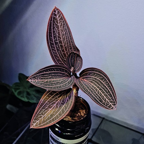 The Most Gorgeous Orchids with Decorative Leaves