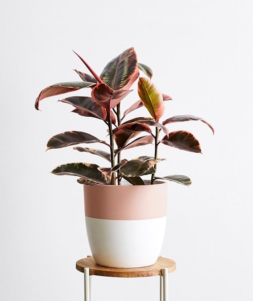 What is Ficus Elastica Red Ruby