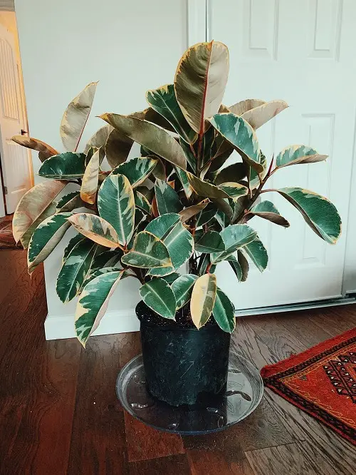 What is Ficus Elastica Tineke